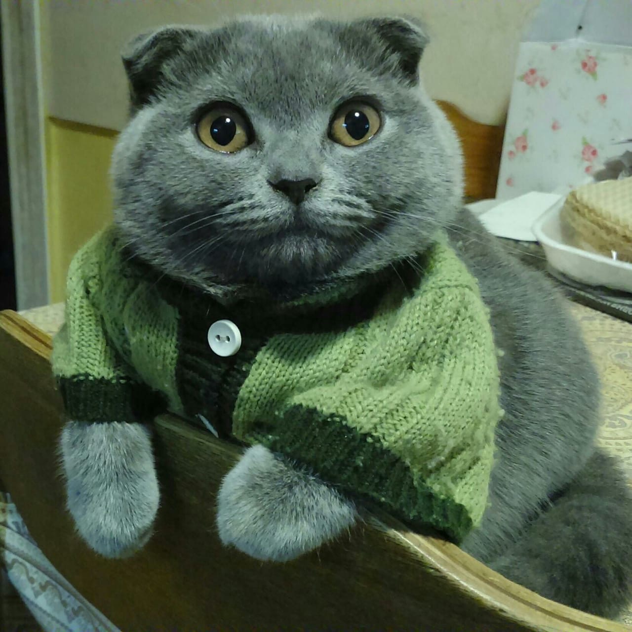 Котик собрался на прогулку