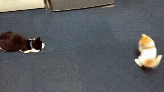 Маленький скакун