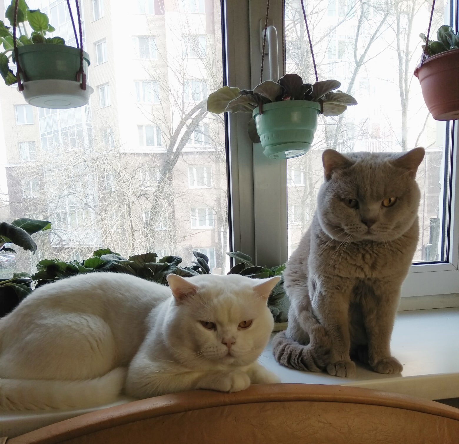 Котики наблюдают