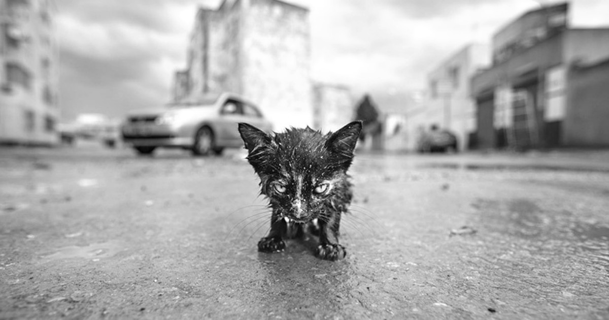 Мокрый котёнок