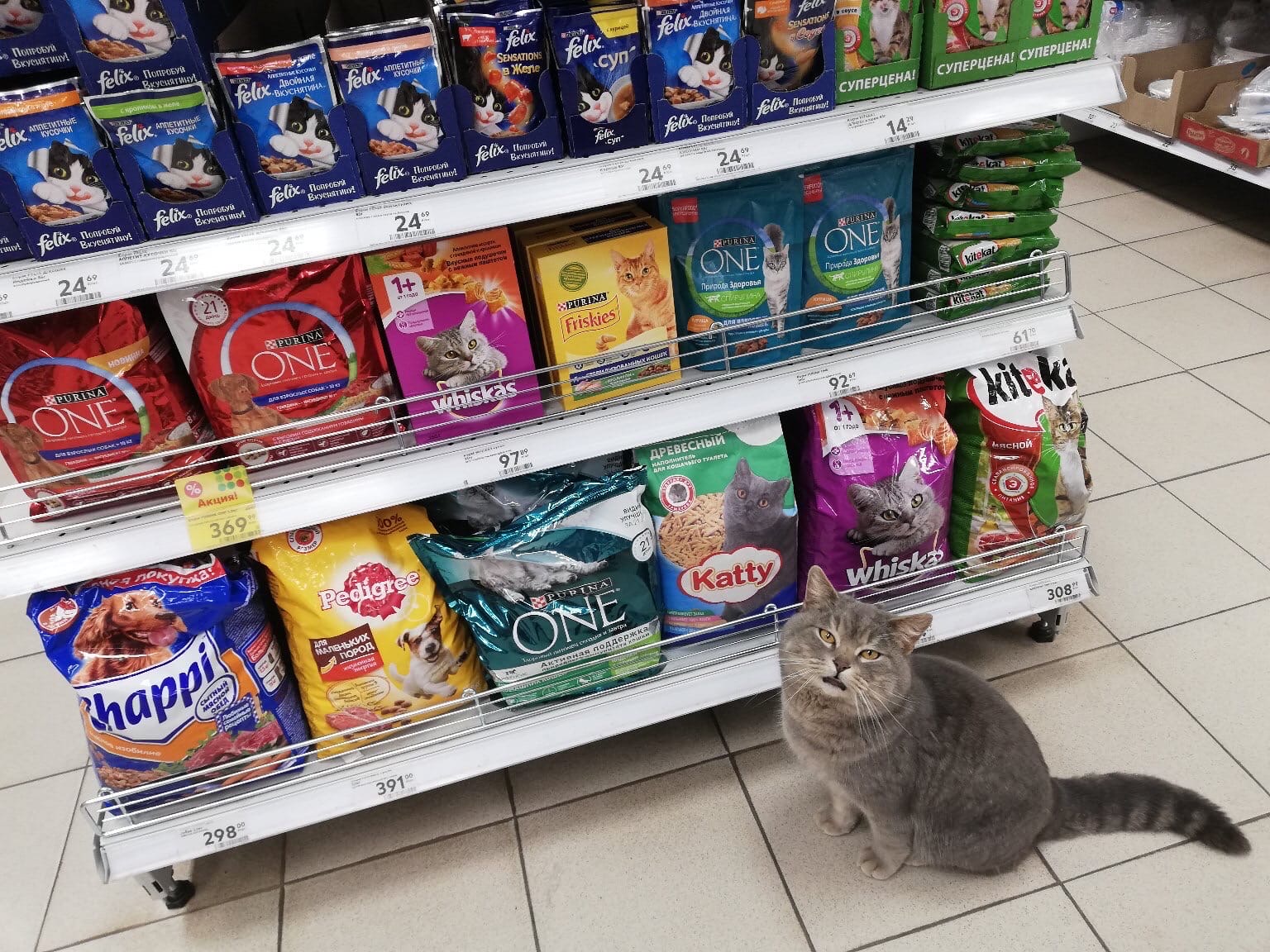 Котик выбирает корм