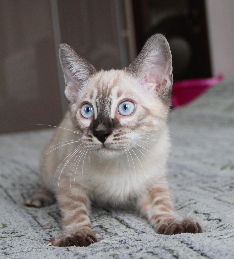 Утомили папарацци