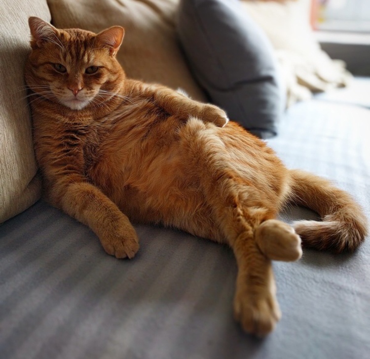 Деловой котяра