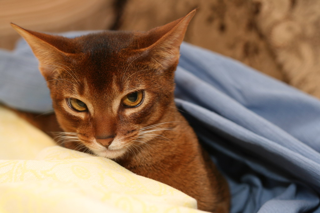 Недовольный красавец