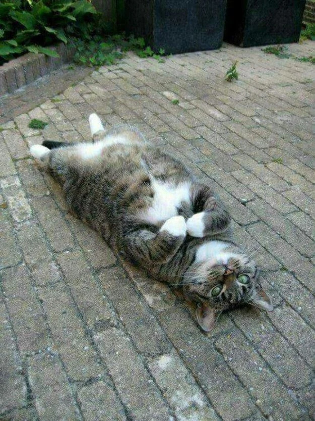 Толстопузик развалился