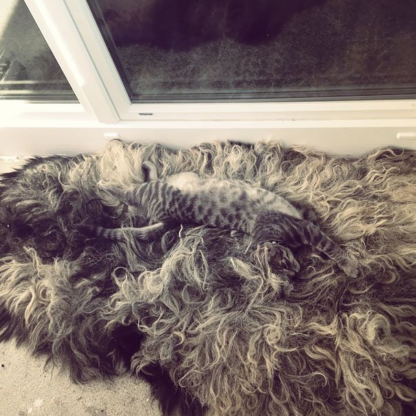 Котейка на шкуре