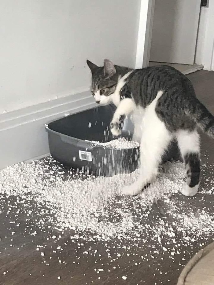 Закопался в лоток