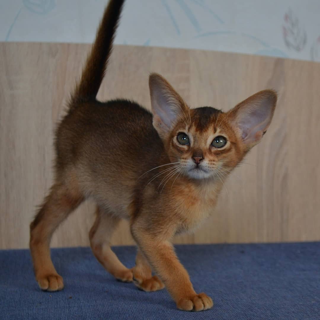 Котёнок выгуливается по дивану