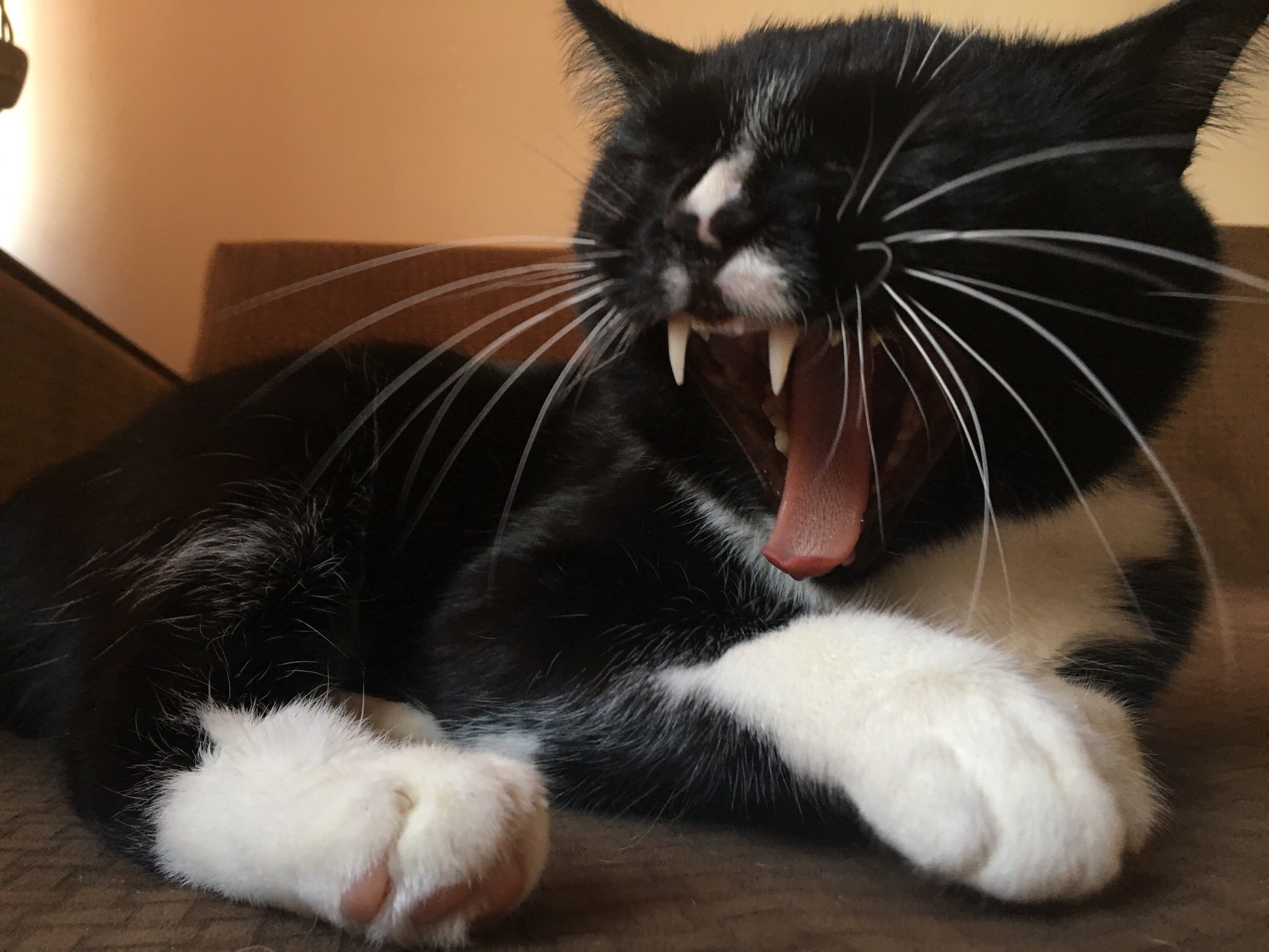 Котик раззевался