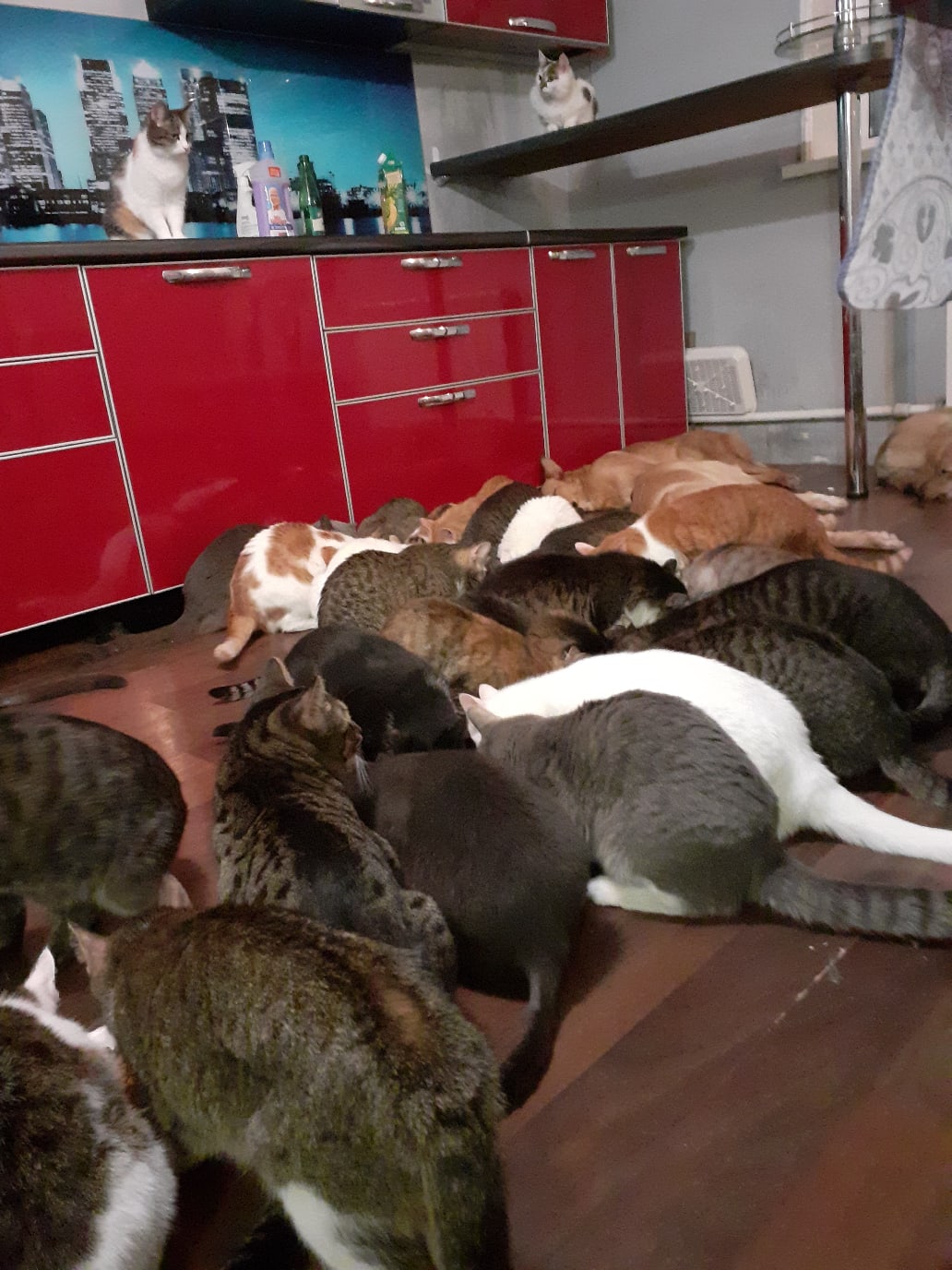 Кошки обедают