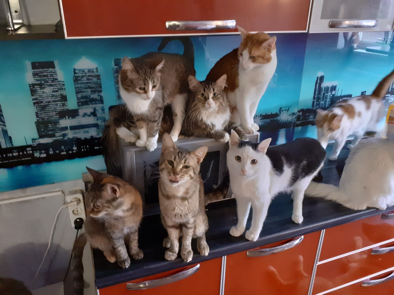 Кошки ждут обед