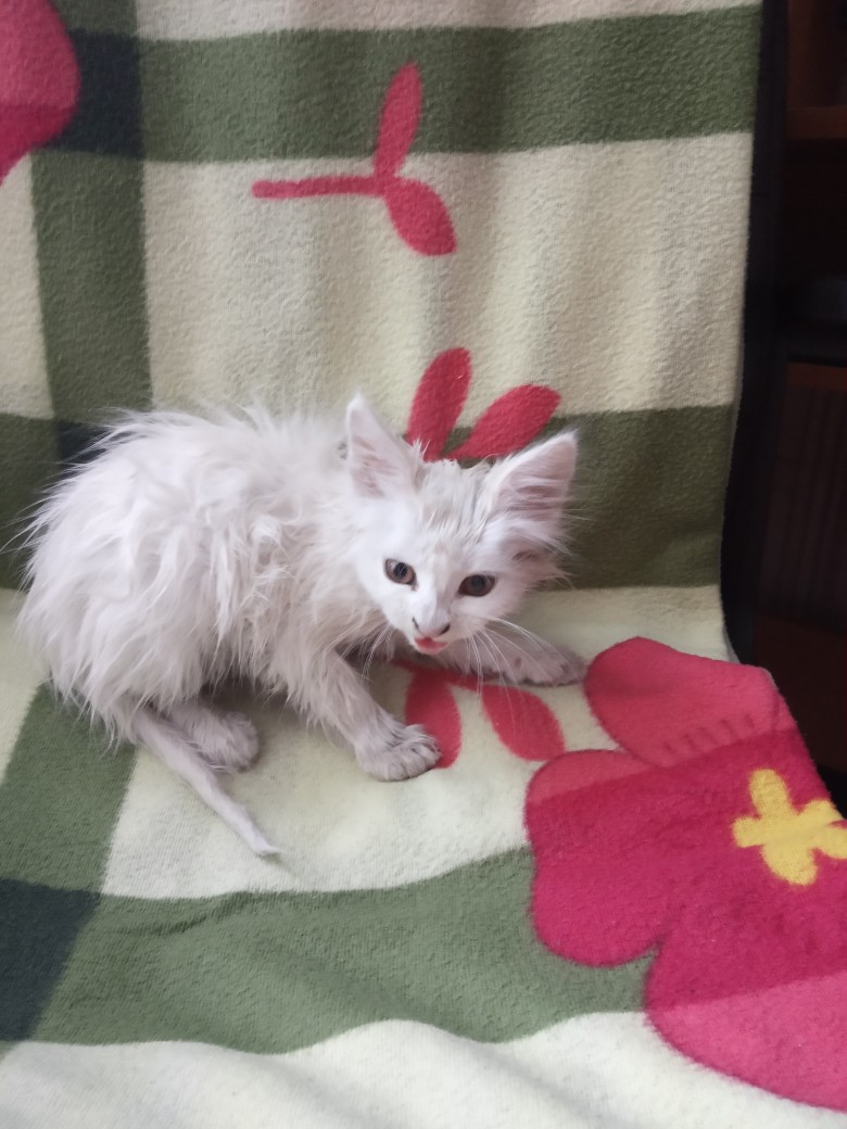 Взъерошенный малец