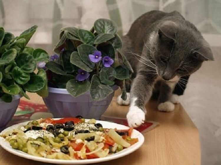 Котик ворует из тарелки