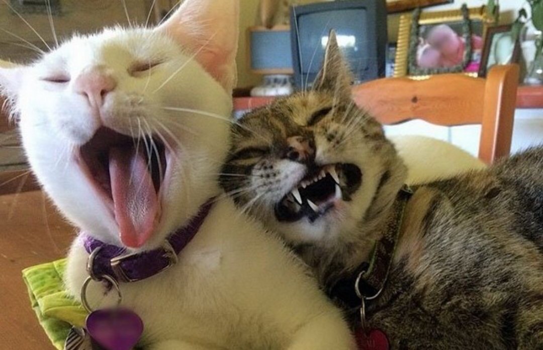 Поющие коты