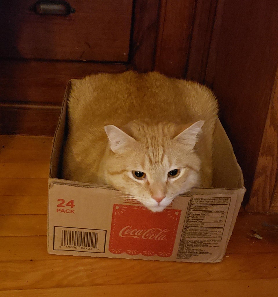 Рыжик в коробчонке