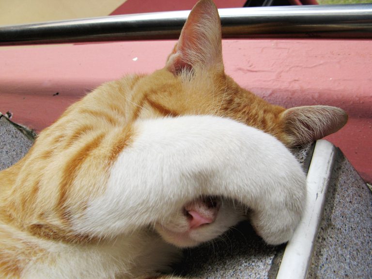 Котику мешает свет