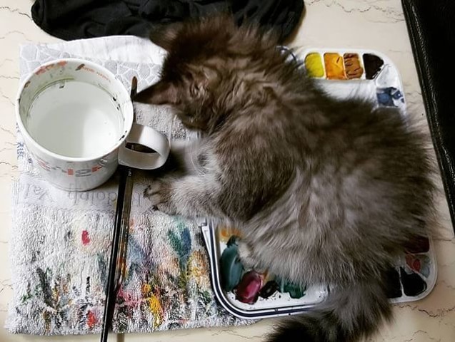 Пушистый художник