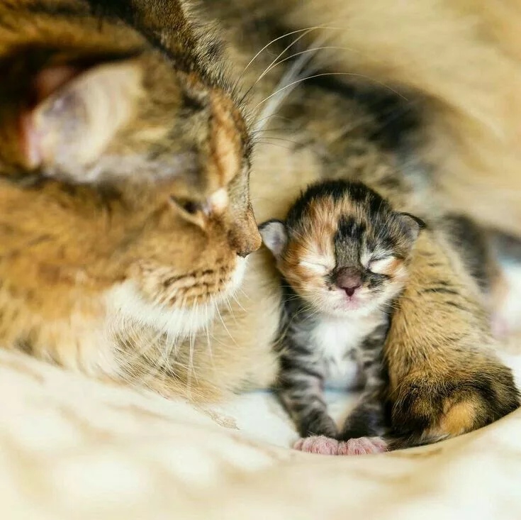 Кошечка любуется на малыша