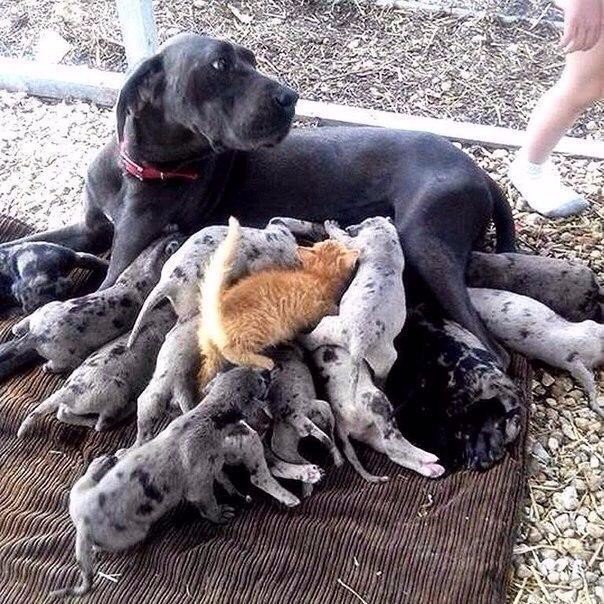 Рыжий наглец