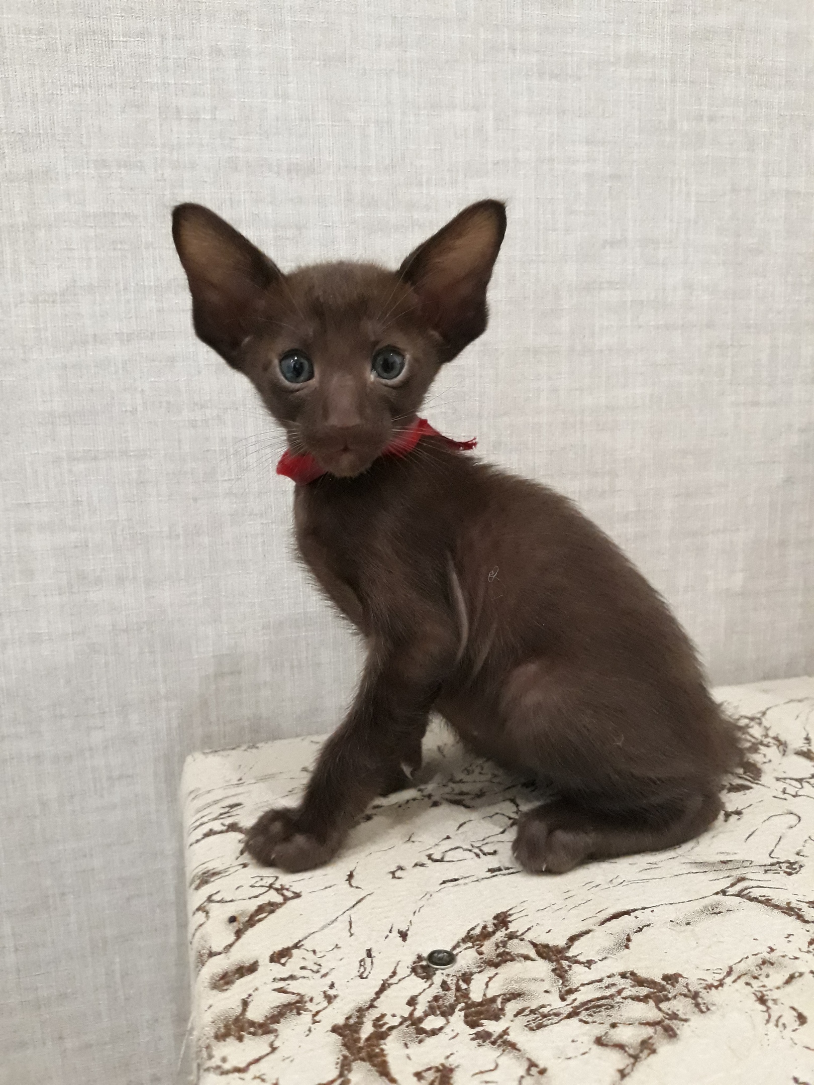 Ушастик на котофото