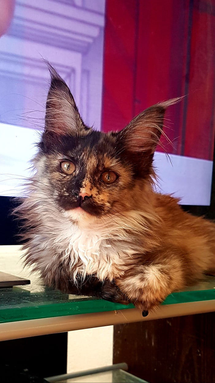 Усатая киска