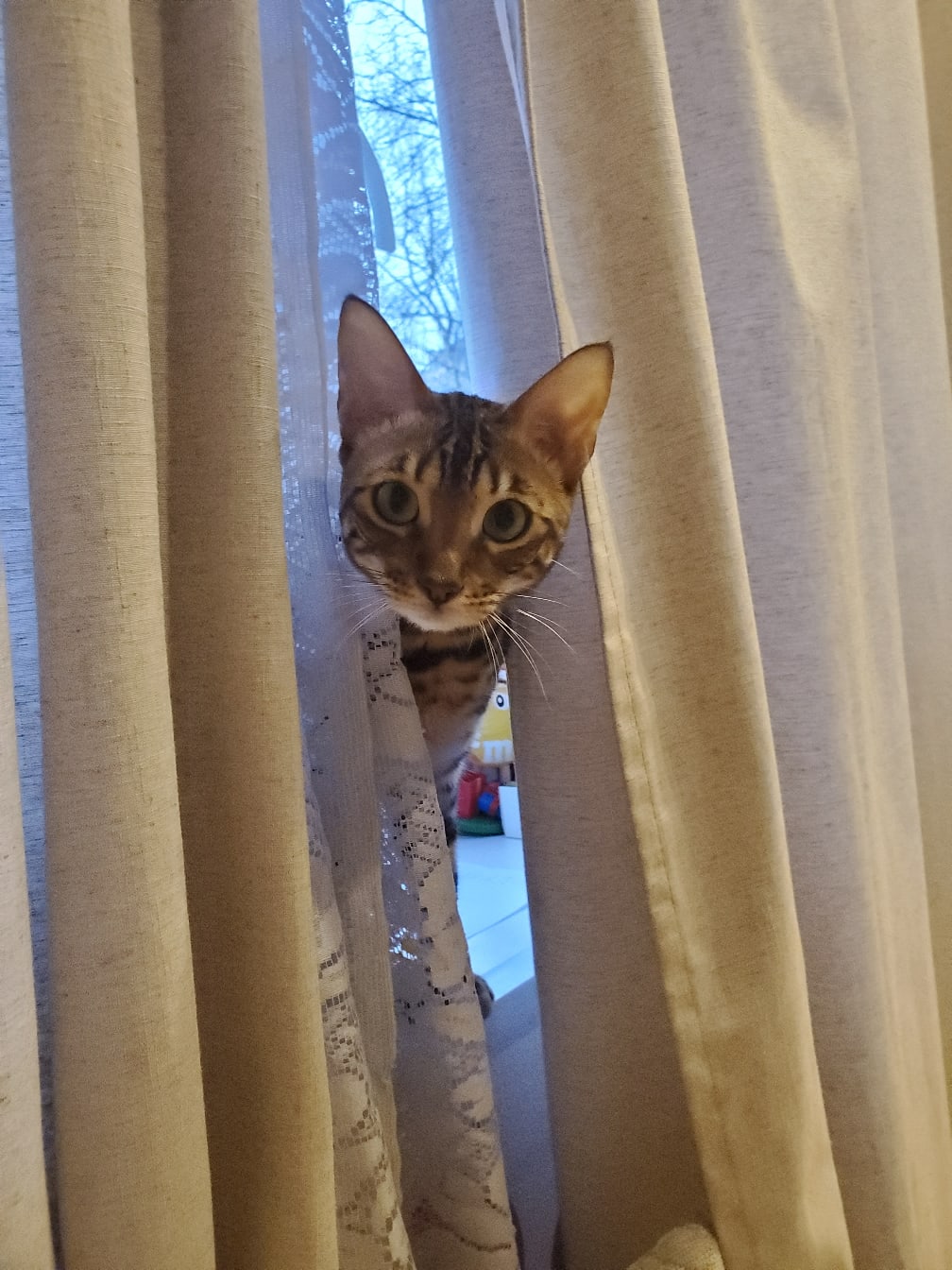 Котик выглядывает из за занавесок