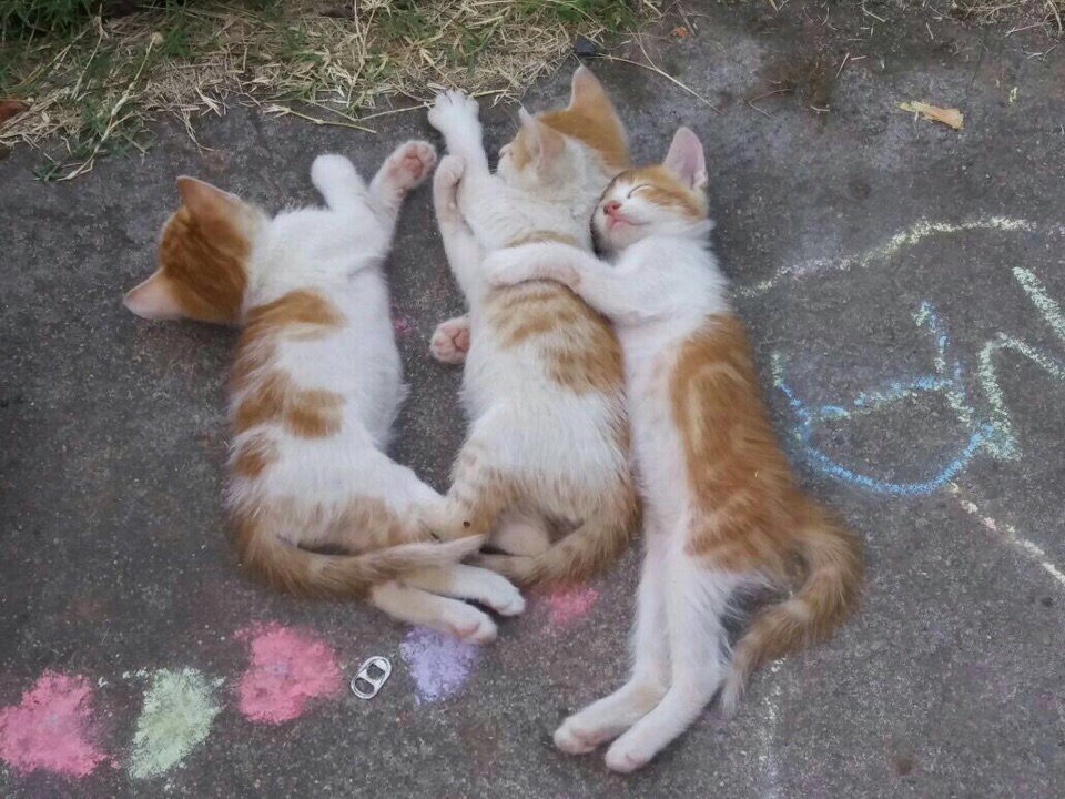 Котята спят на асфальте