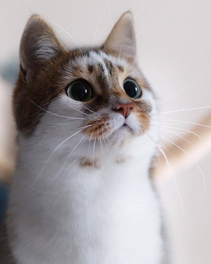 Глазастая очаровашка