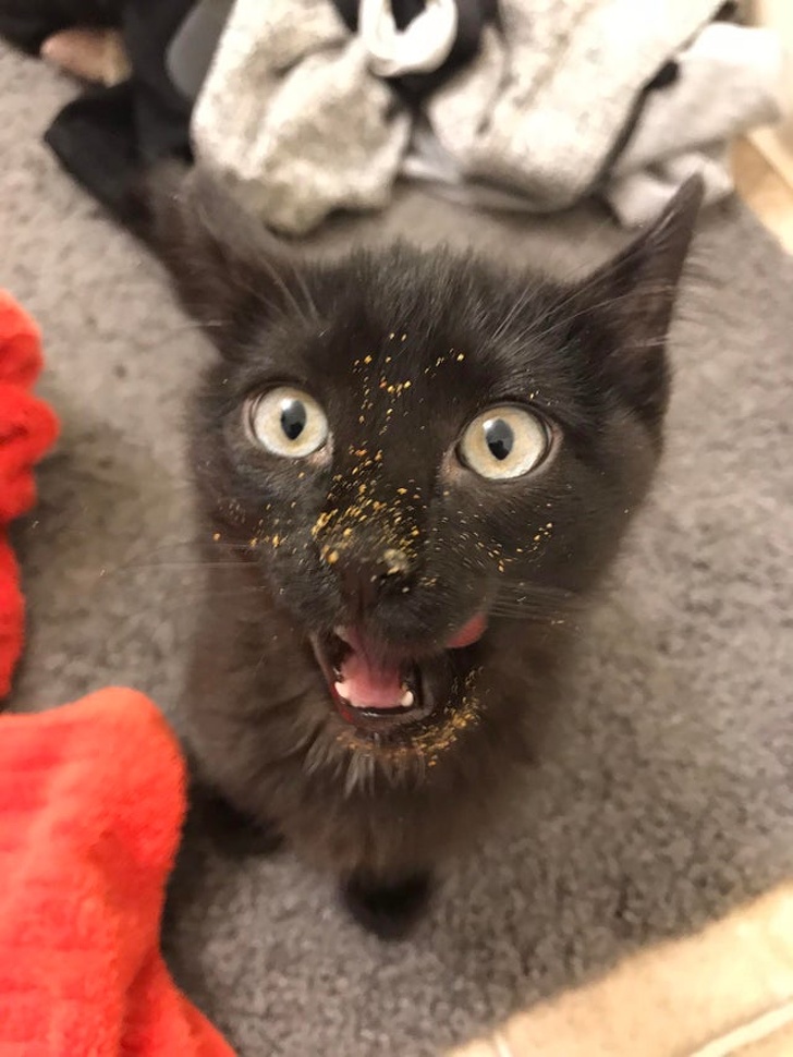 Корм для рыбок съедобный