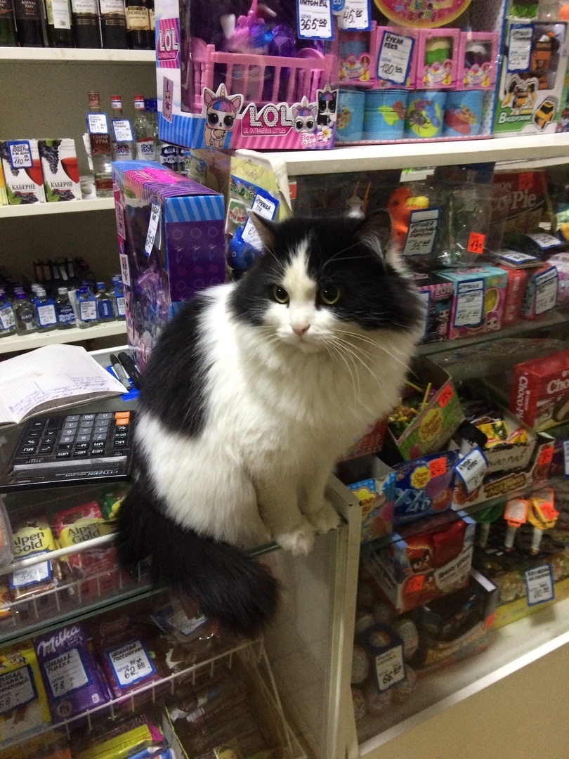 Кошечка продавщица