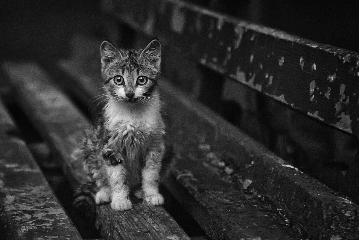 Котёнок сидит на лавочке