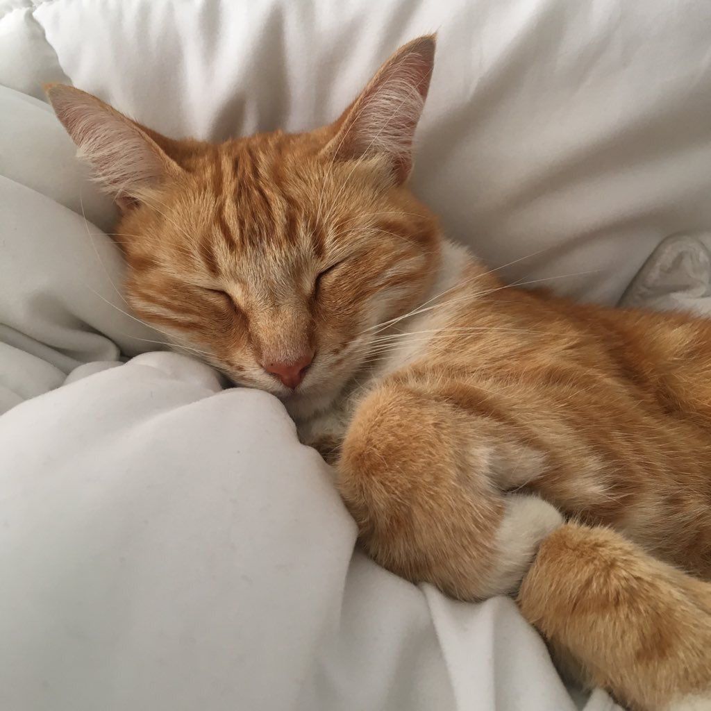 Спящий чудик