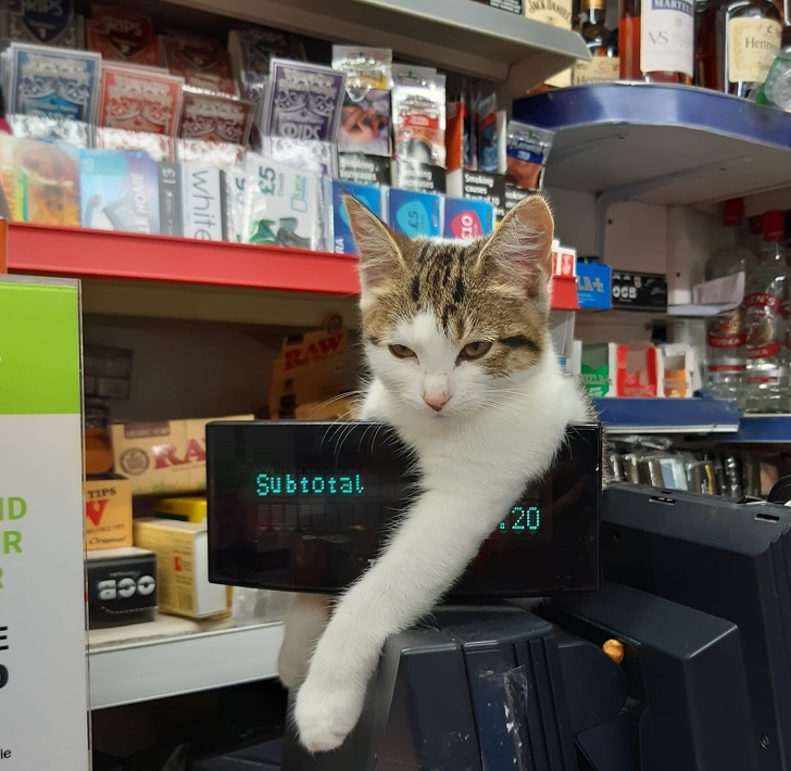 Кошечка лежит на кассе
