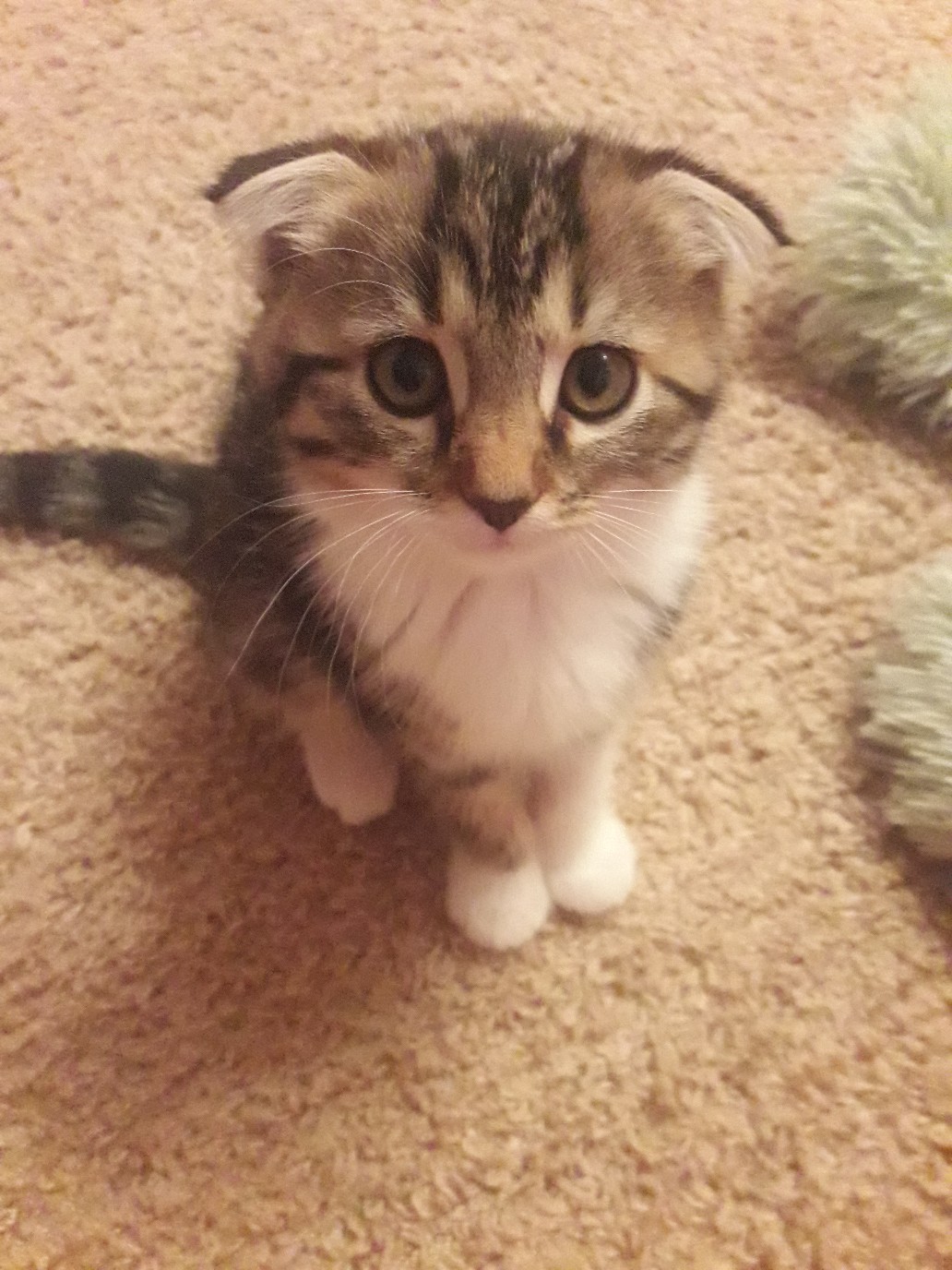 Смышлёный усатик