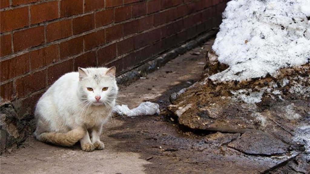 Котик мёрзнет