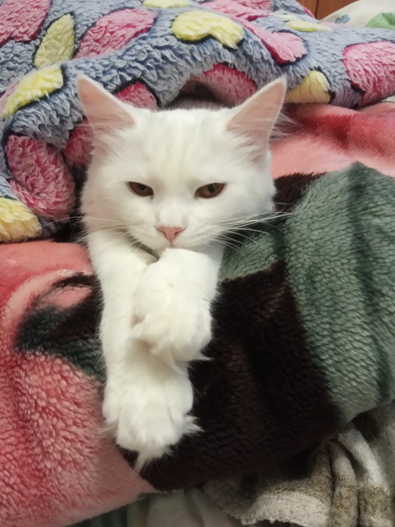 Многослойная лежанка