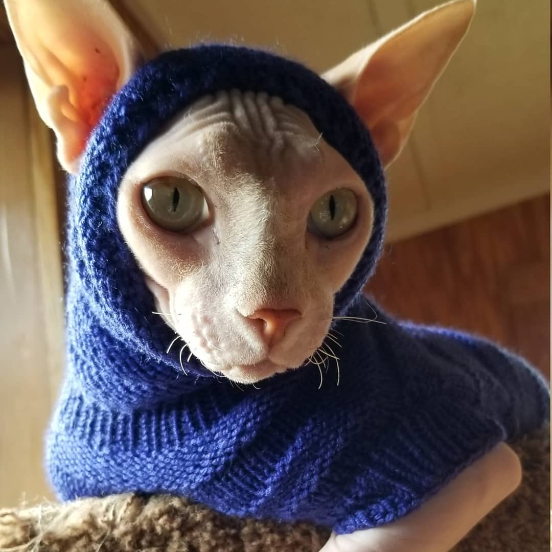 Лысая кошечка в свитерочке