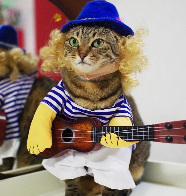 Котик гитарист