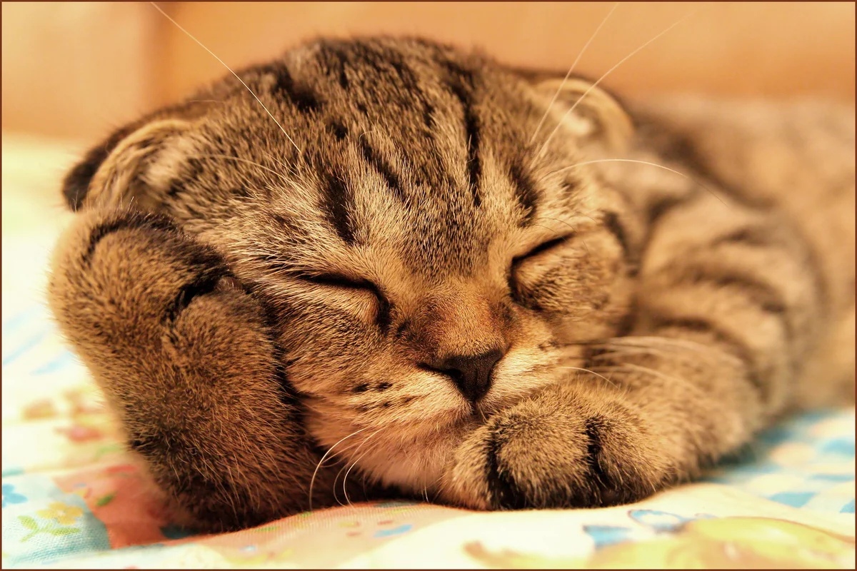 Спящий малышок