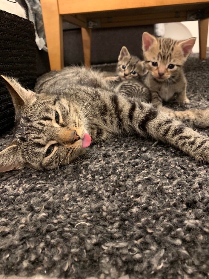 Кошечка устала