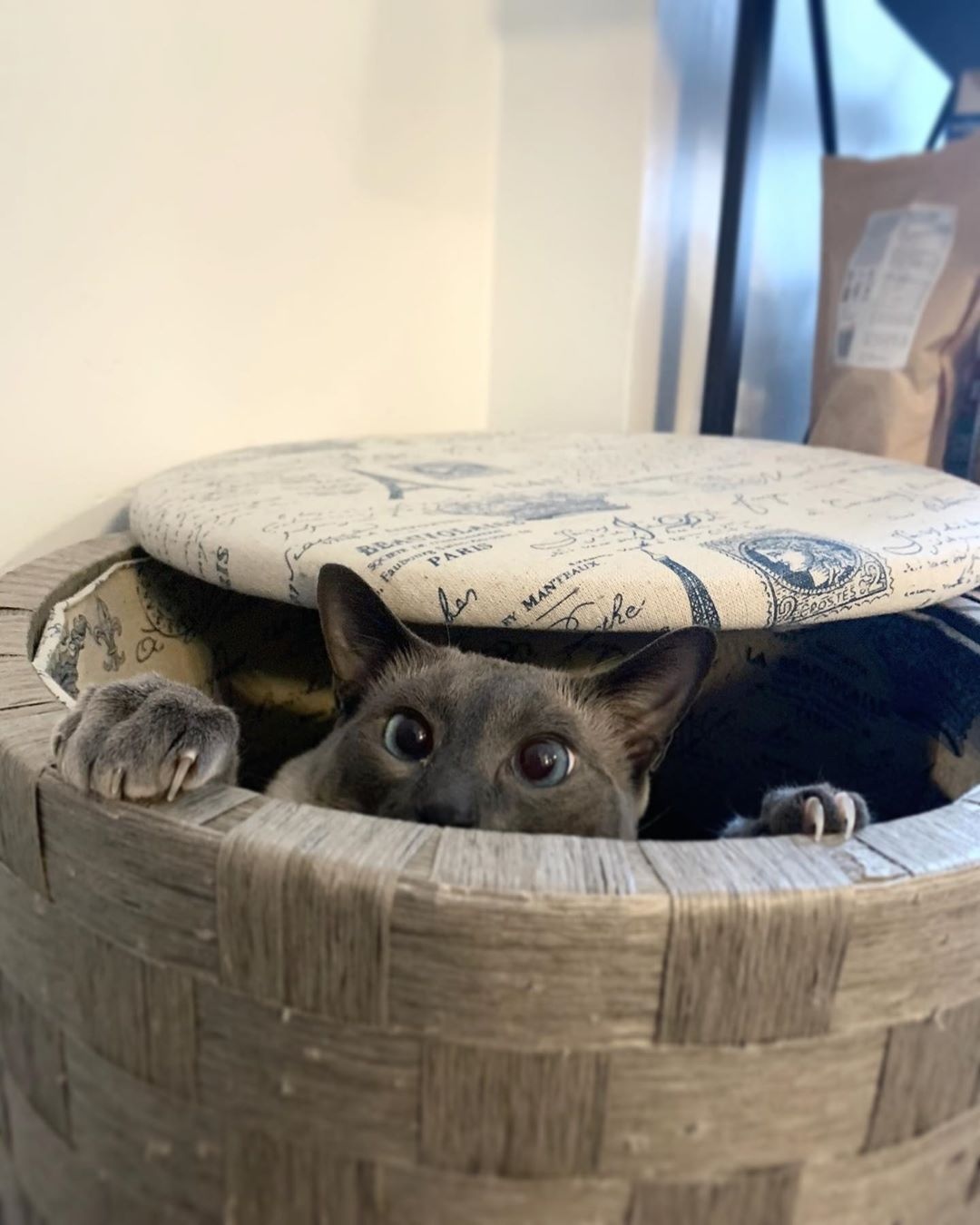 Раскосый лазутчик