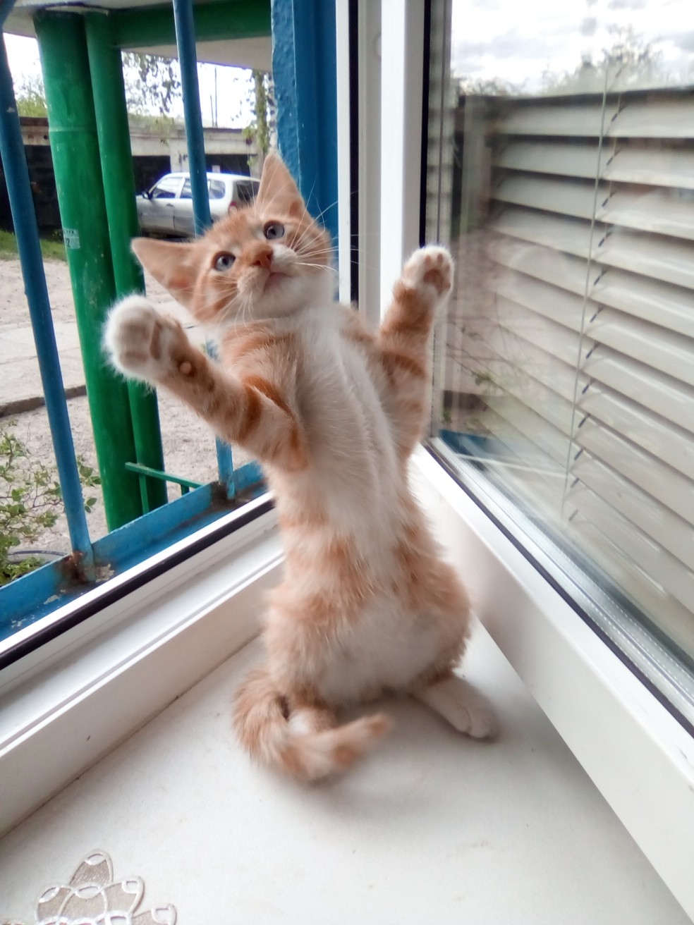 Котёнок вернулся с прогулки