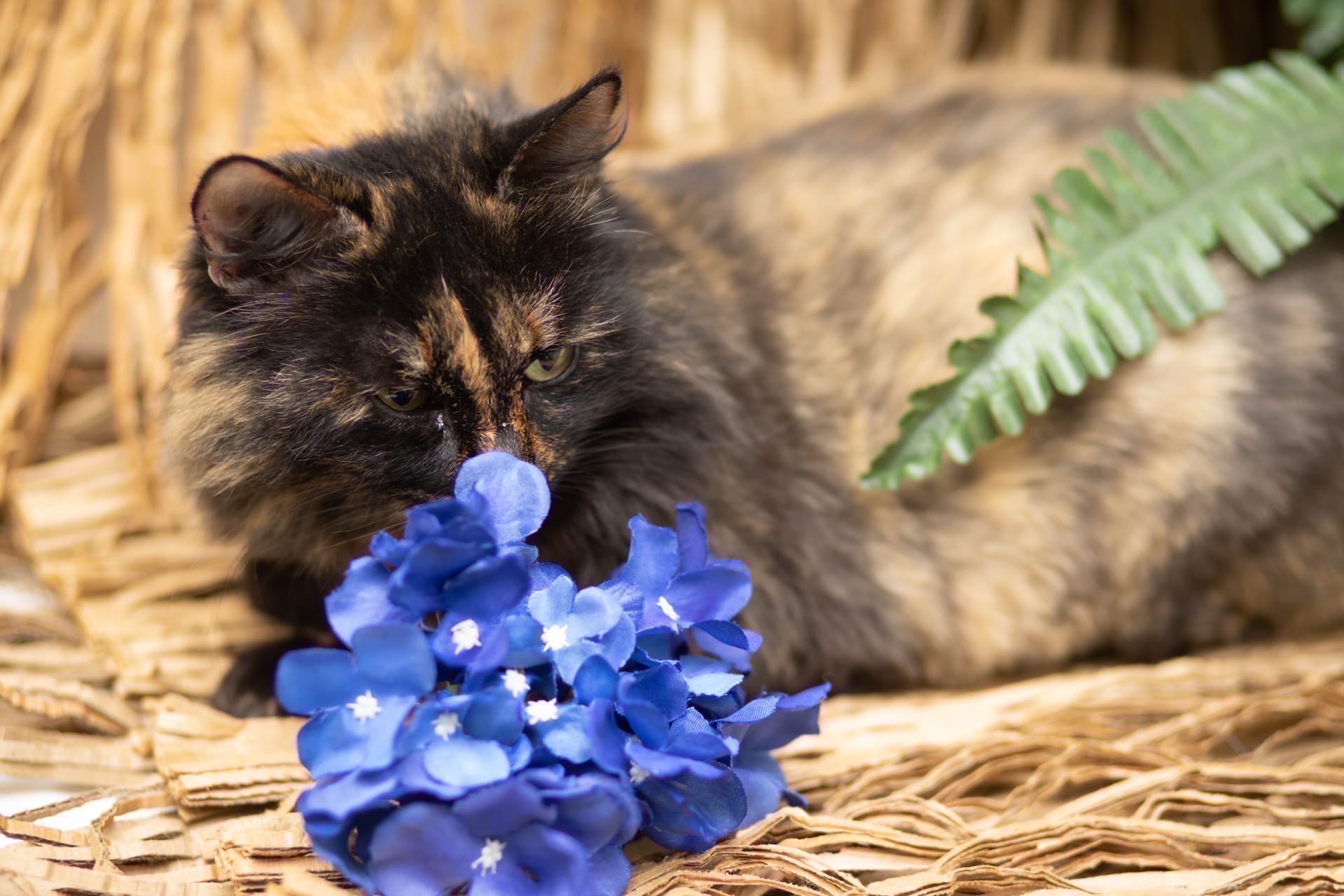 Ириса отдыхает