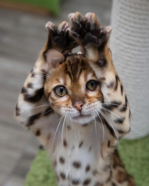 Котёнок капризуля