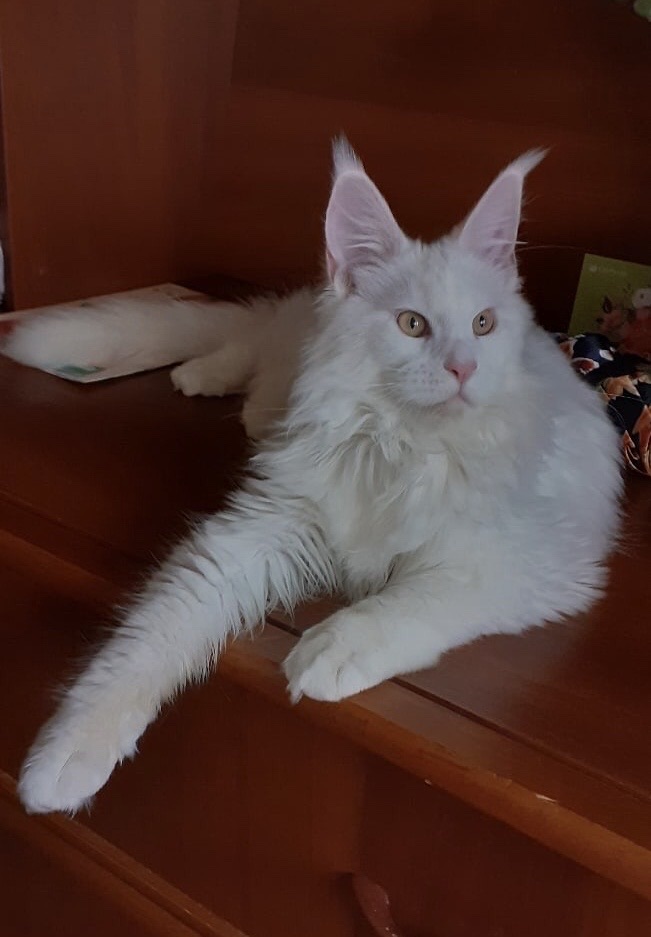 Мейкунобелокот