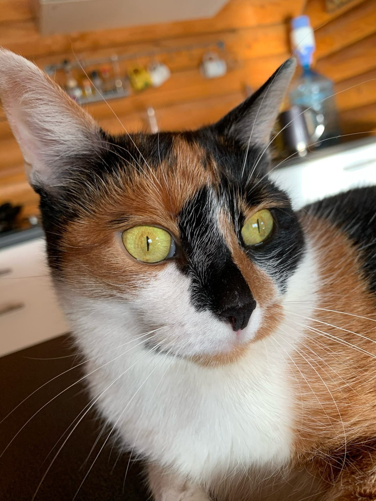 Трёхцветная зеленоглазка