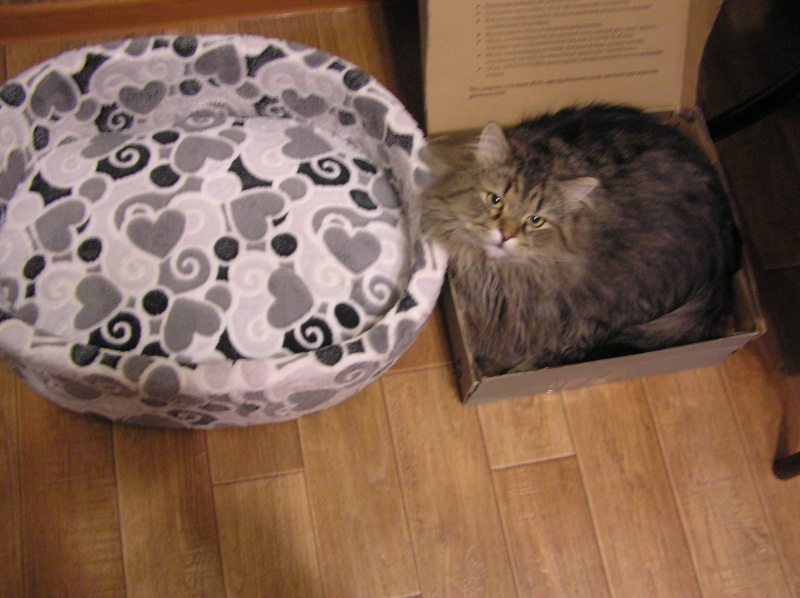 Пушистая киска в коробке