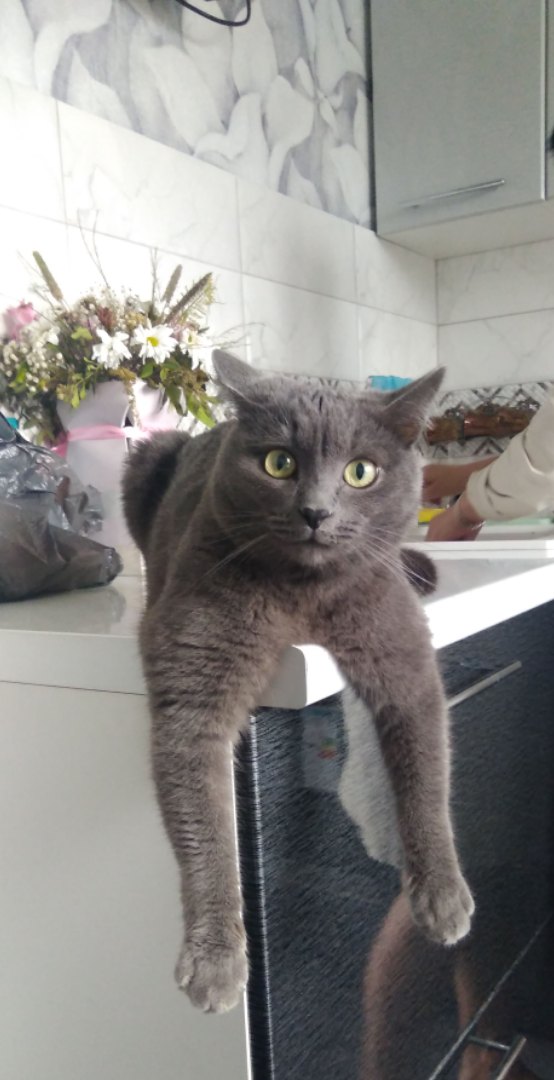 Котик свесил лапки со стола