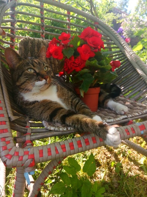 Котик на кресле