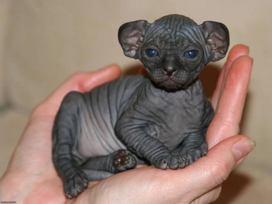 Лысый очаровашка